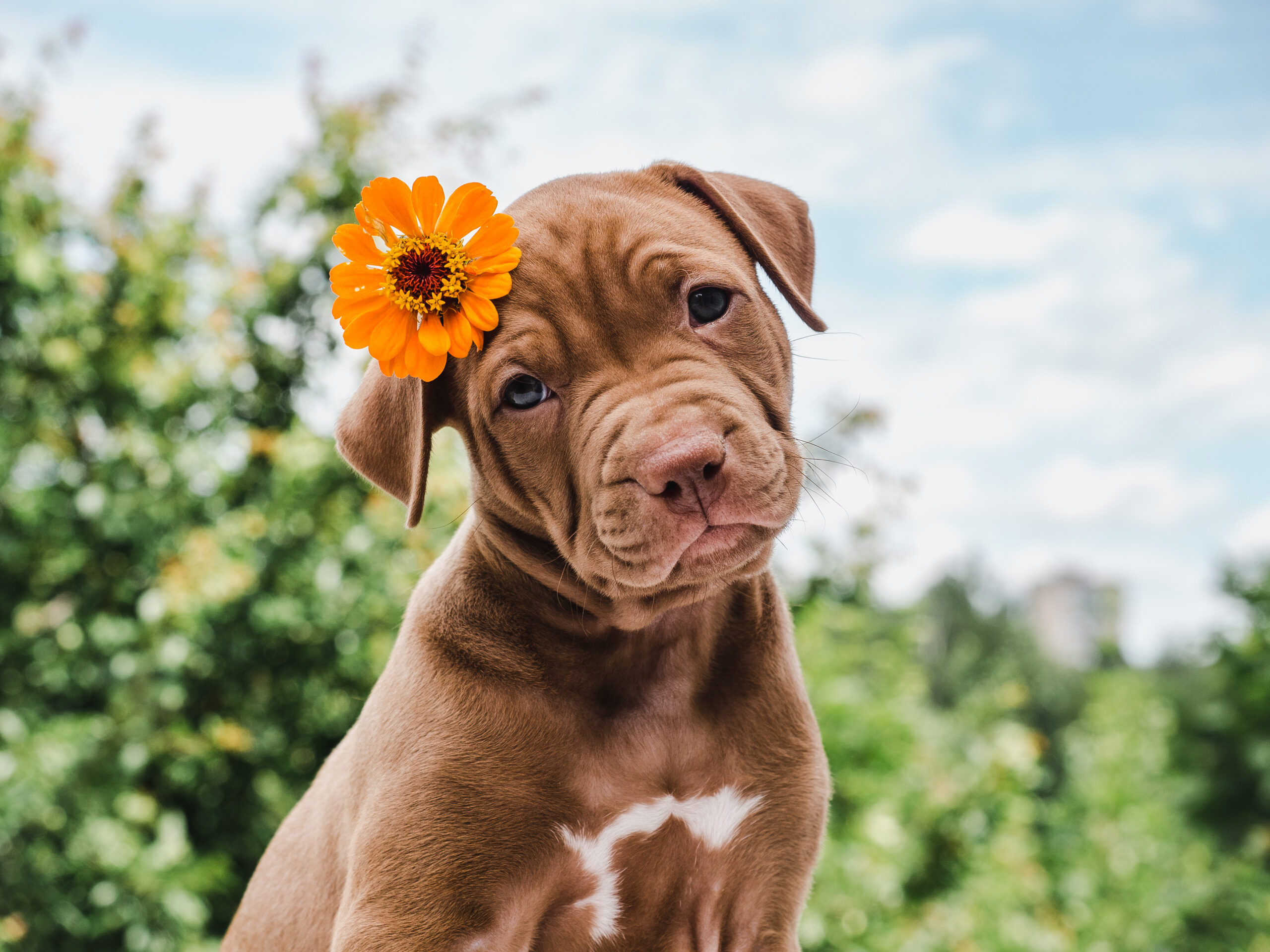 Cute, charming puppy, sitting on a soft rug