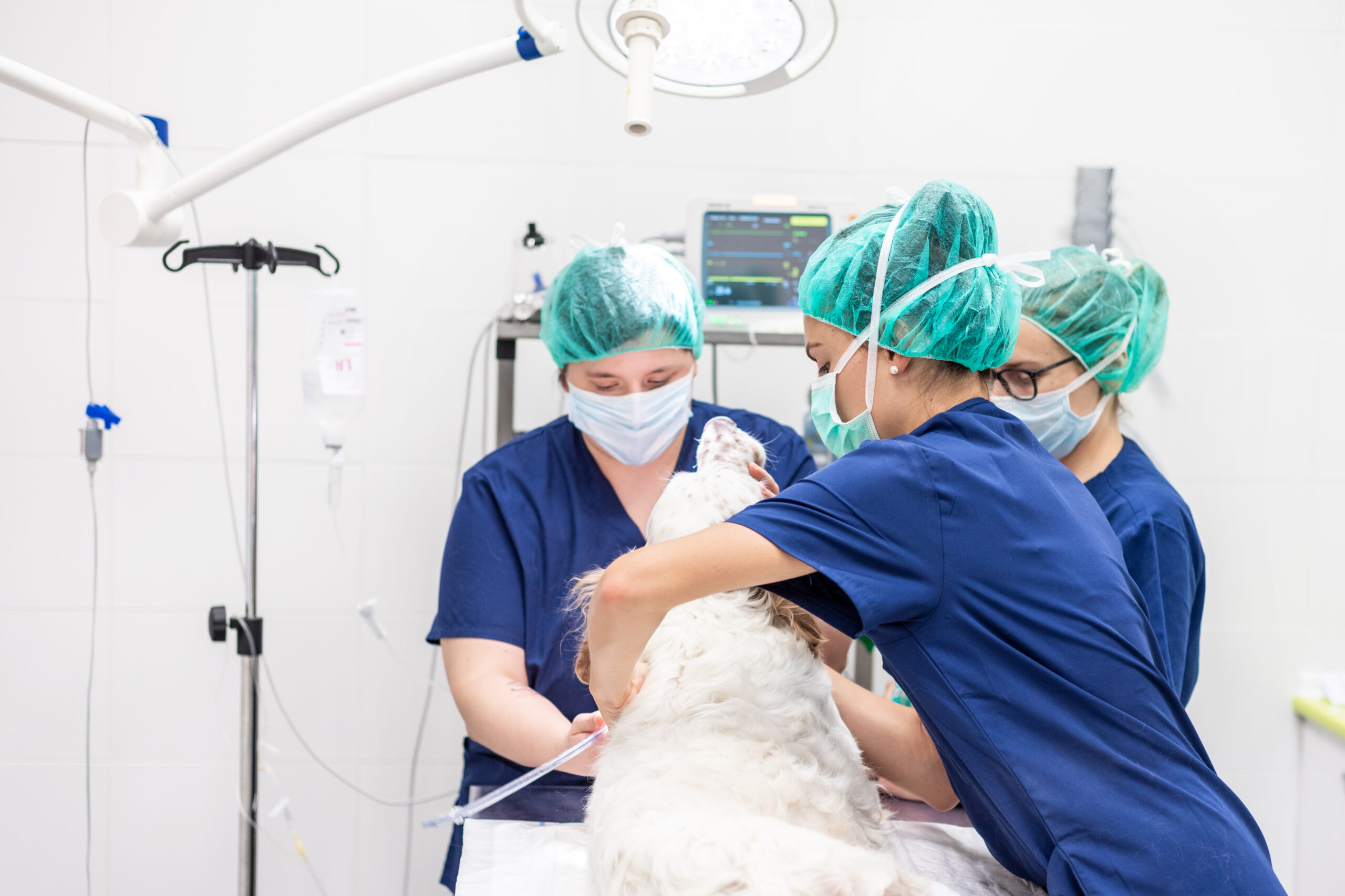 Young female veterinarian team, preparing a dog at operating room for surgery. Animals healthcare concept.