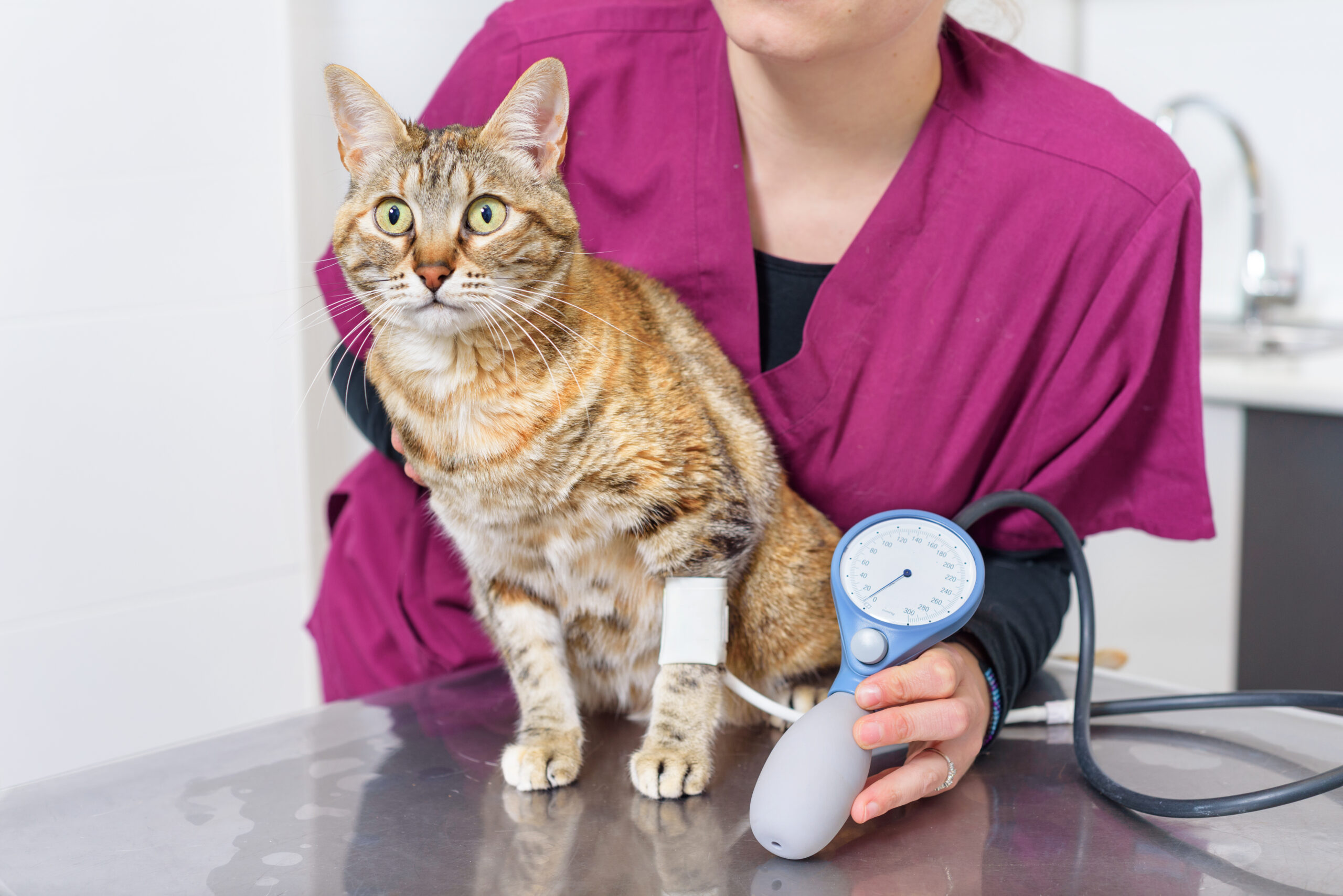 Medición de la presión arterial en gatos