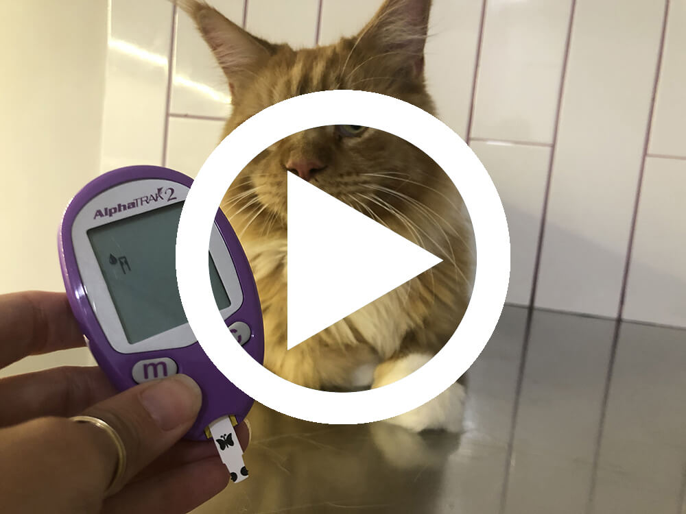 Cómo realizar una curva de glucosa en gatos