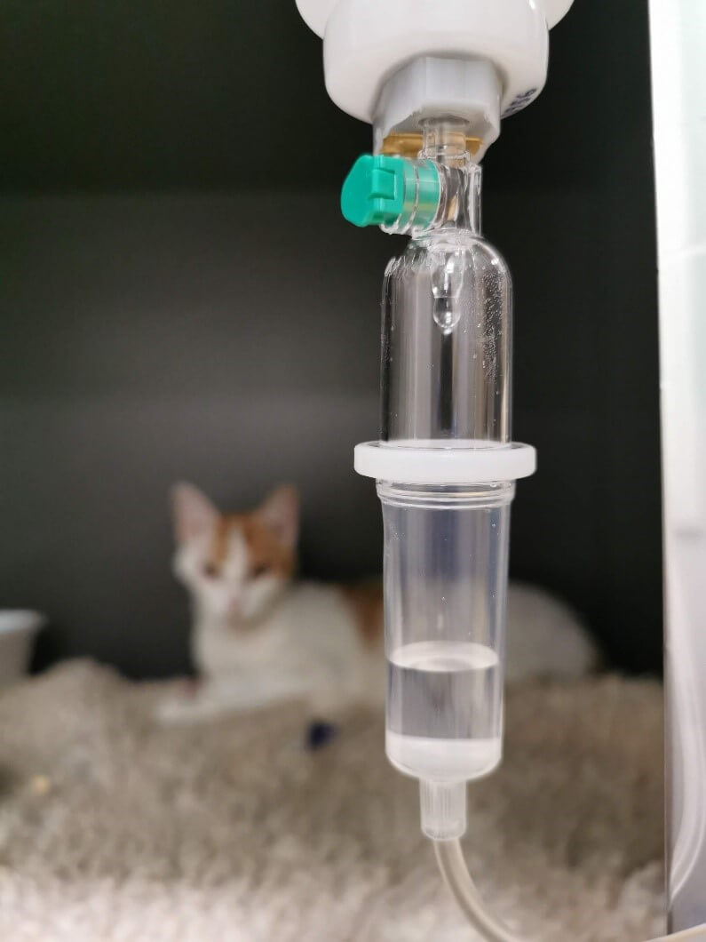 fluidoterapia-animales-deshidratados