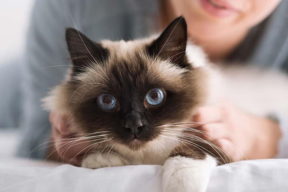 beneficios-alimentacion-humeda-en-el-gato