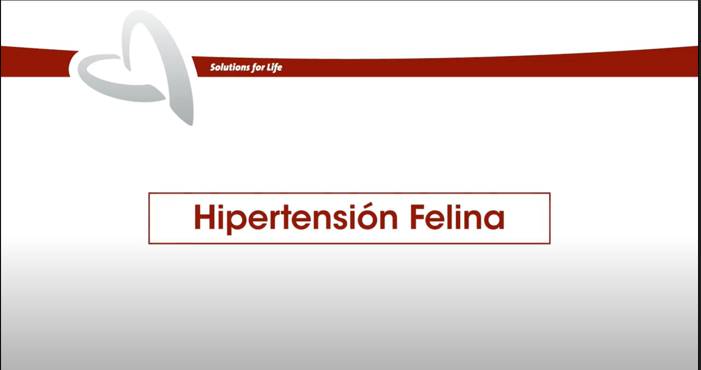 ceva - hipertensión felina