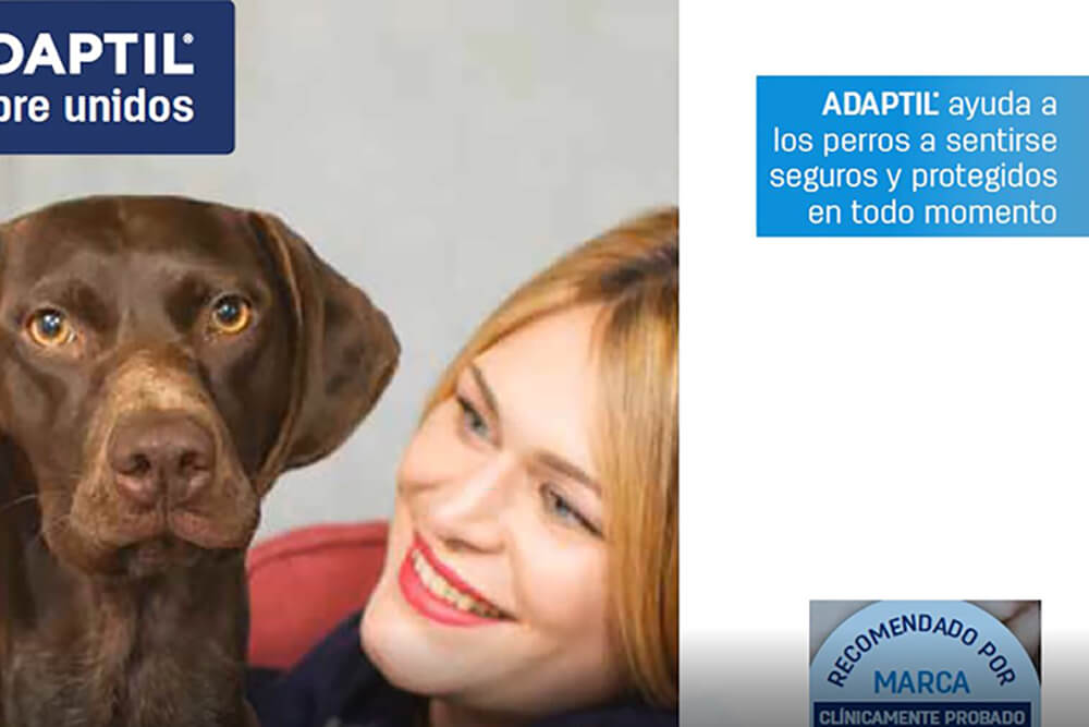 ADAPTIL-descubre-que-son-las-feromonas-y-como-pueden-ayudar-a-los-perros
