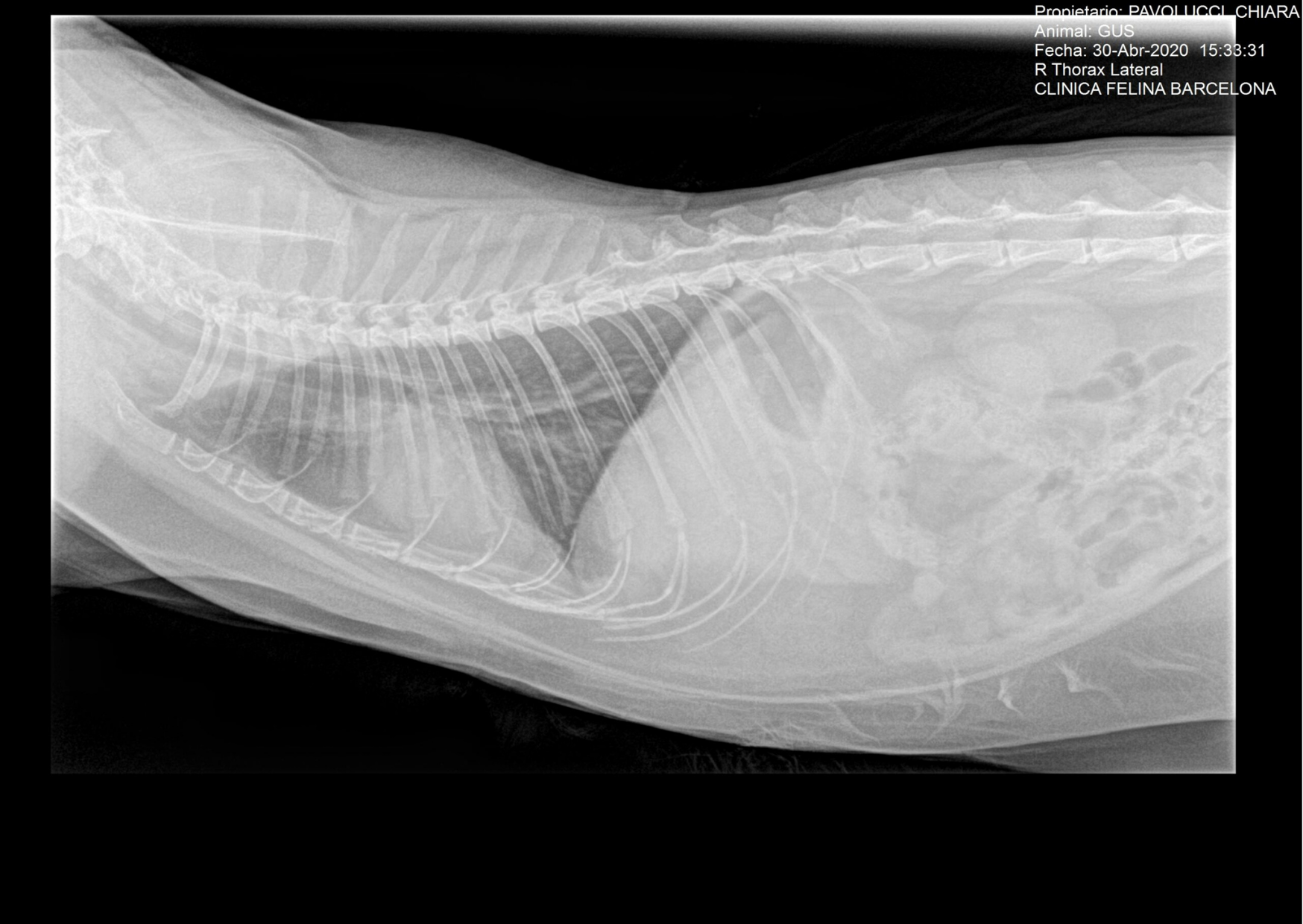 Colocación de sonda nasoesofágica en gatos Ifevet Streaming Auxiliares