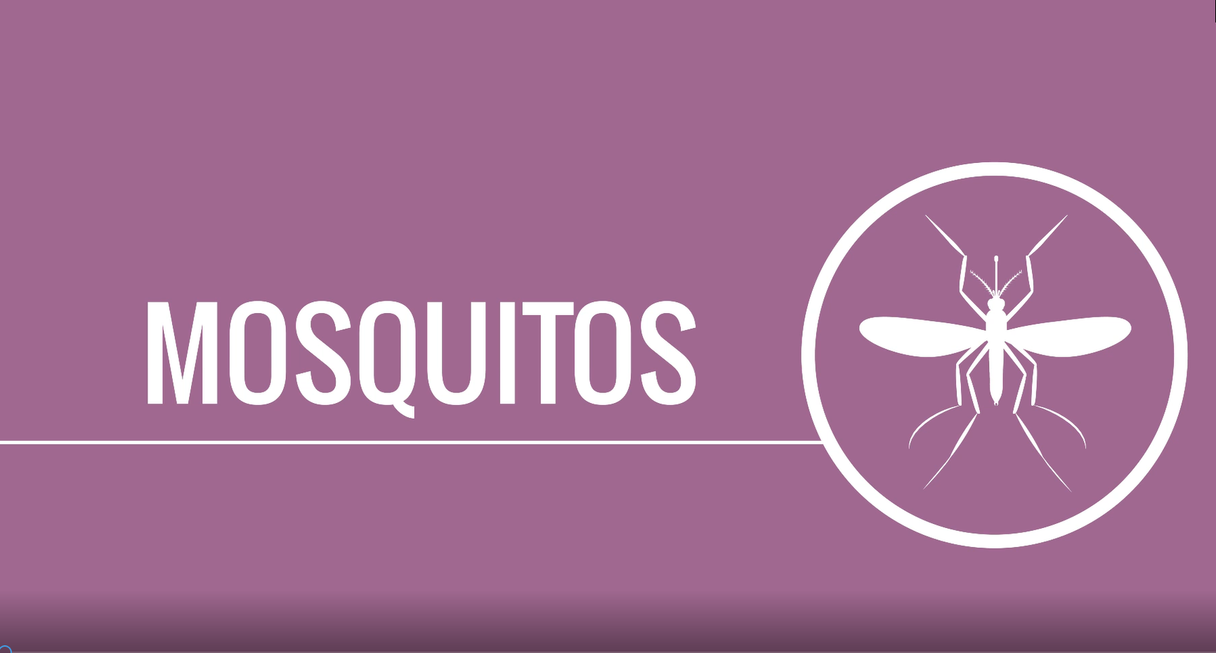 Conoce mejor a los mosquitos