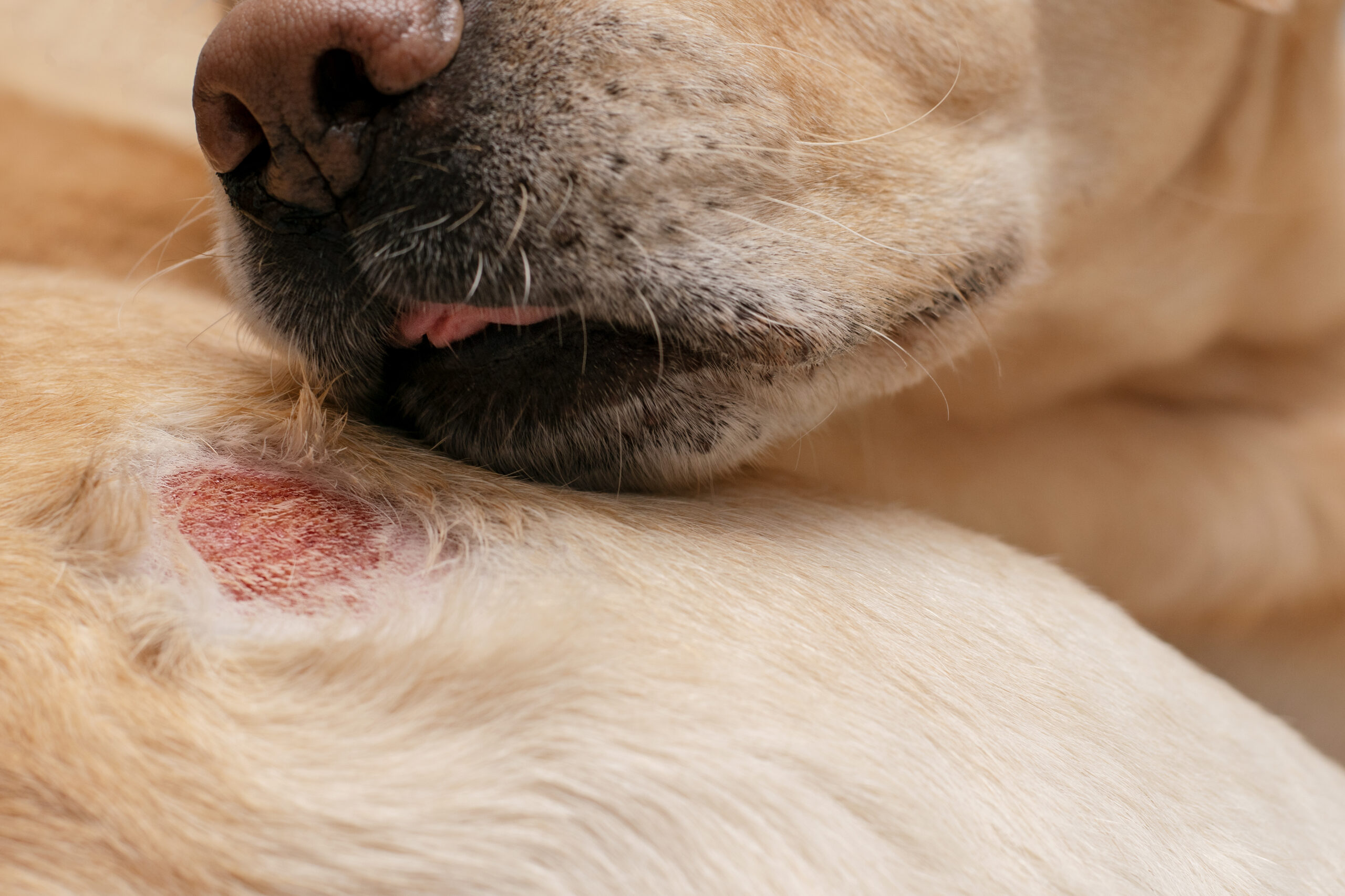 Dermatological allergic wound in a dog.