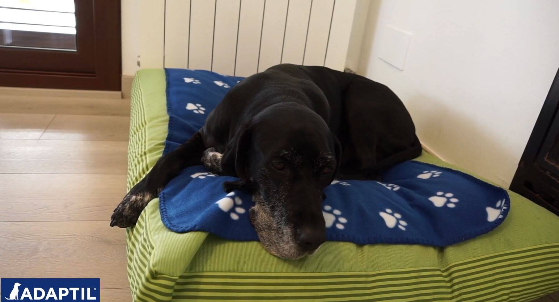 adaptil-descubre-como-ayudar-a-los-perros-a-estar-mas-tranquilos-ante-situaciones-de-estres