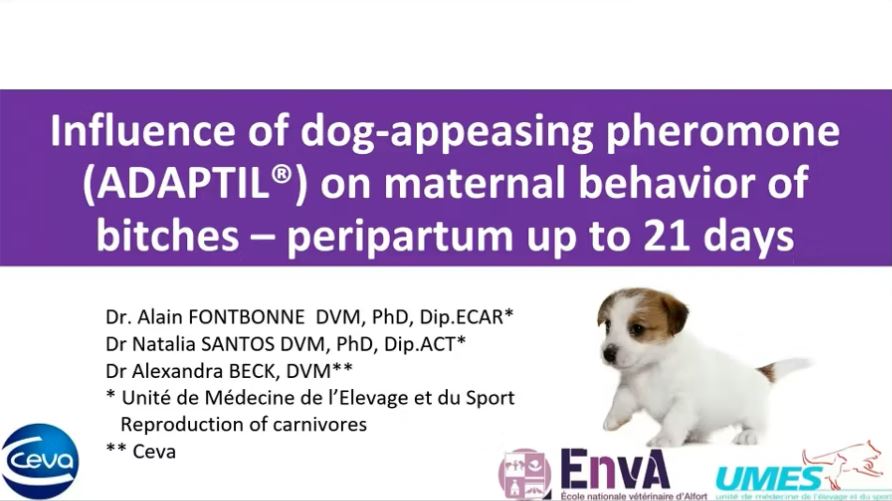 como-mejorar-el-comportamiento-maternal-de-las-perras