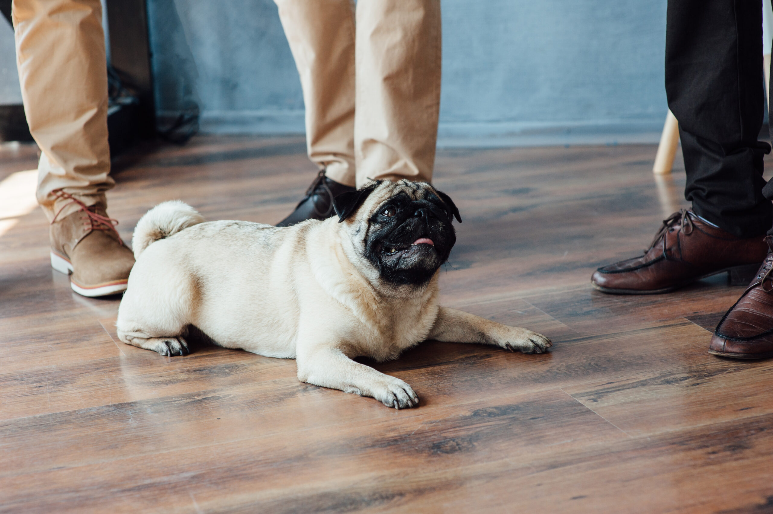 Pug on a wooden floor looking at the camera .