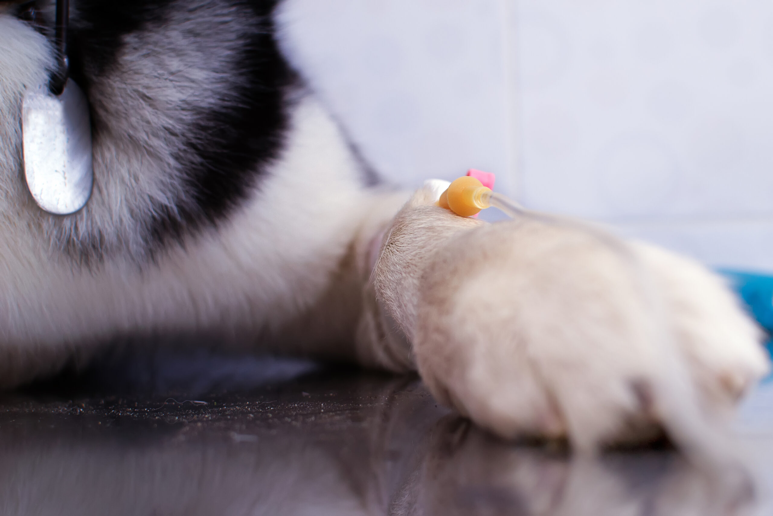 Cathetar inserted into the dog's paw