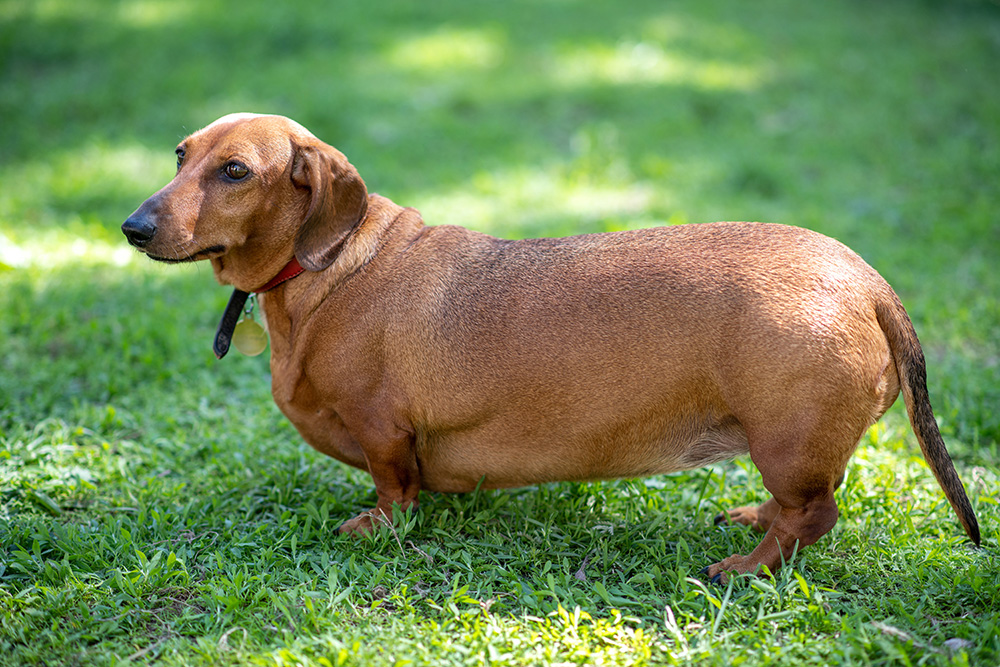 fat-short-haired-dachshund-standing-on-the-grass