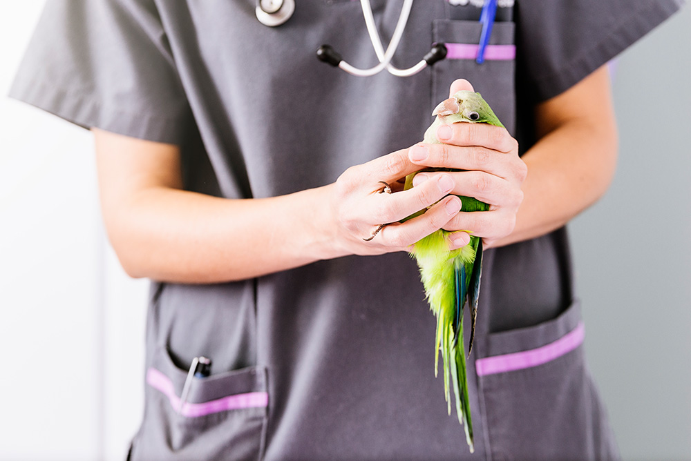 veterinarian-doctor-is-making-check-up-of-kramer-parrot-veterinary-concept