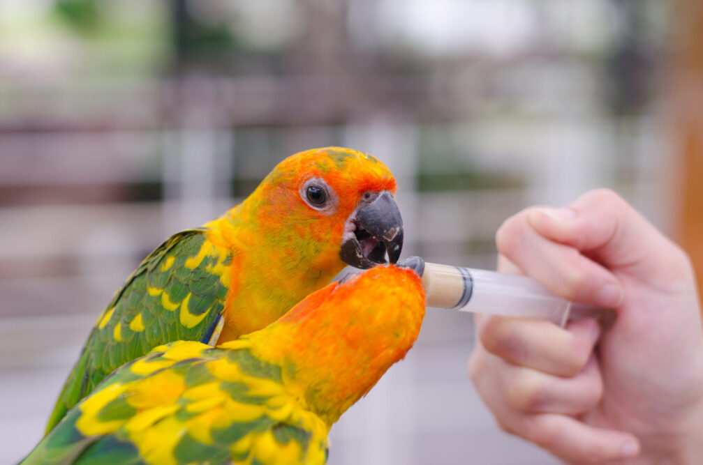 Women feeding birds through a syringe