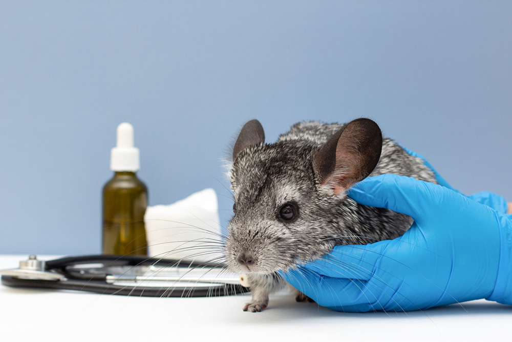 veterinarian-doctor-examining-cute-chinchilla-with-stethoscope-at-white-table-closeup-667