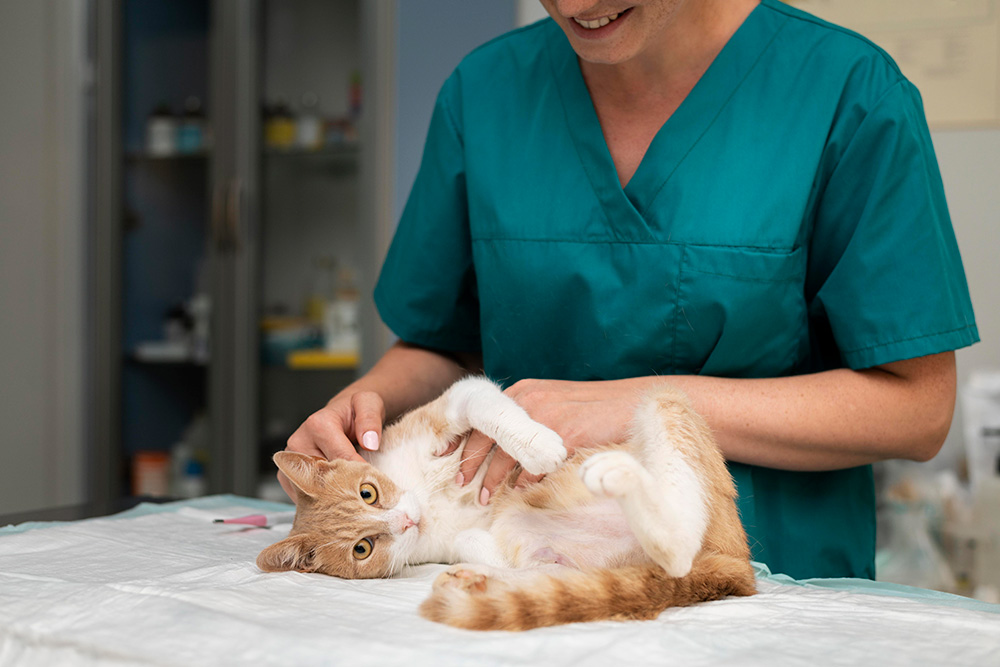 close-up-on-veterinarian-taking-care-of-cat