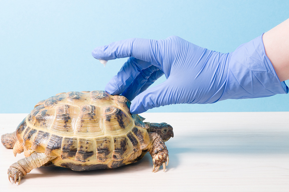 the-hand-of-the-herpetologist-s-veterinarian-ointment-covers-the-shell-of-the-turtle