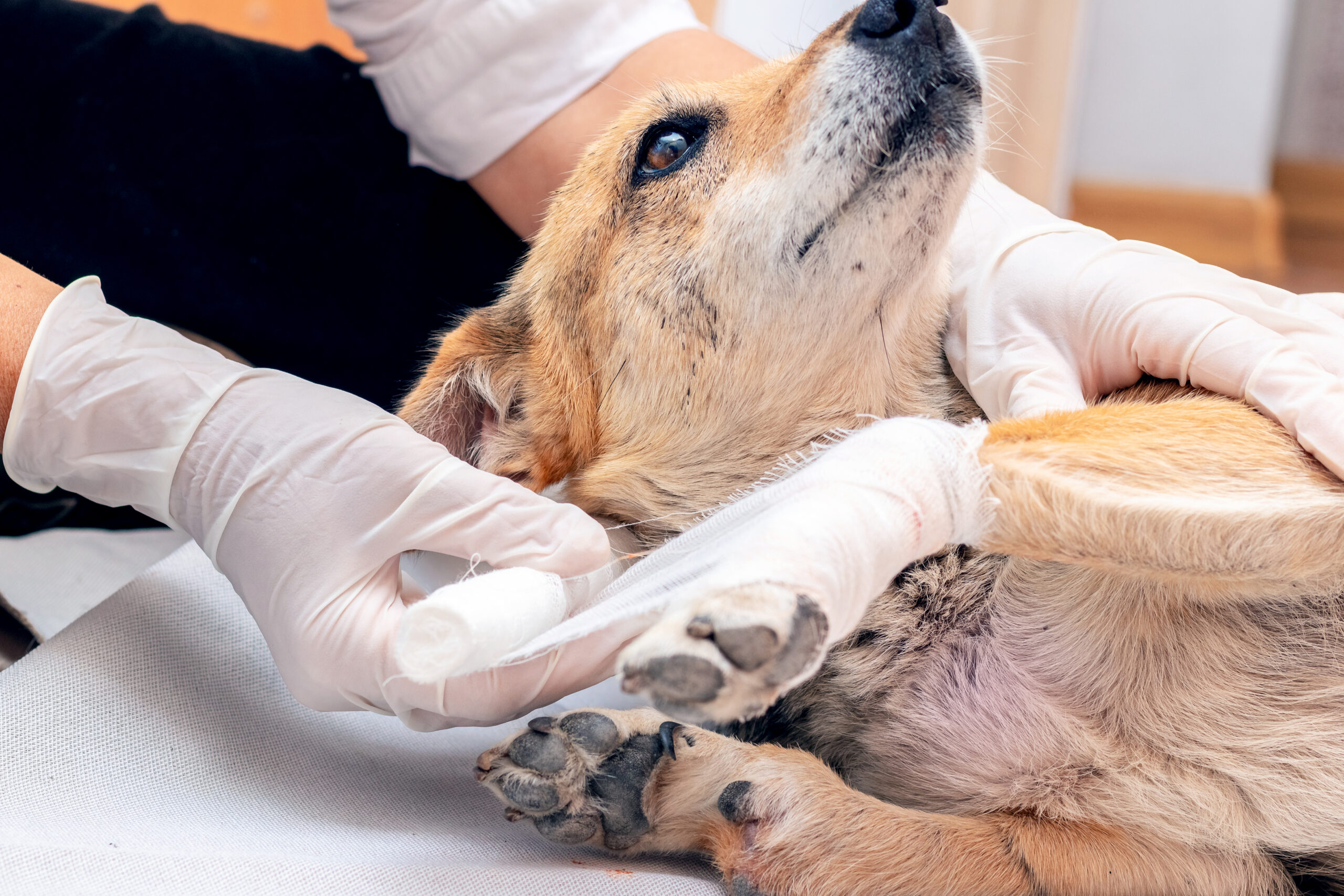 The vet applies a bandage to the dog's injured leg