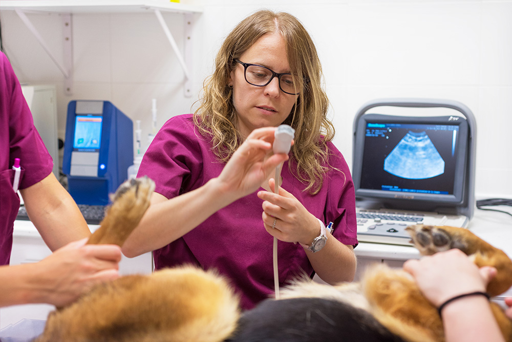 veterinary-doctor-ultrasound-scan-in-veterinary-clinic