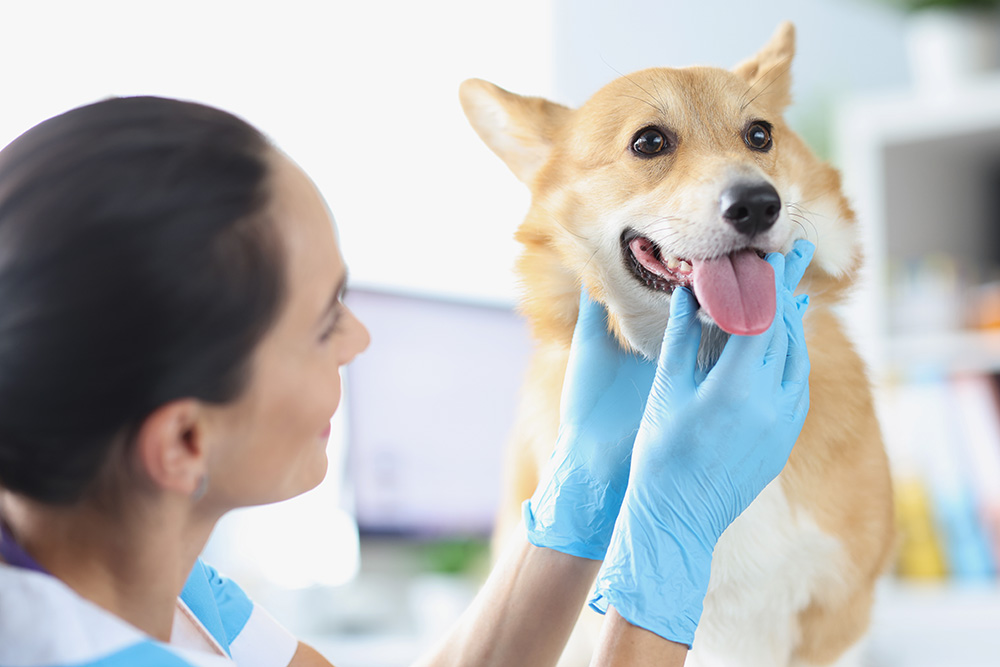 veterinarian-doctor-conducts-physical-examination-of-dog-oral-cavity-veterinary-clinic-services