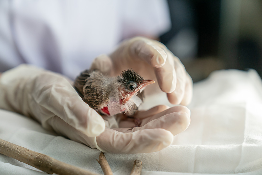 close-up-of-veterinarians-hands-in-surgical-gloves-holding-small-bird-after-attacked-and-injured-by-cat