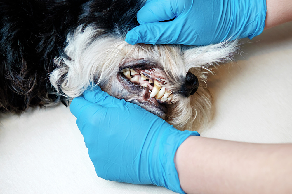 doctor-examines-dog-s-teeth-dog-tartar-dental-disease-in-dog-veterinarian-s-hands-latex-gloves-oral-hygiene-of-dog-sick-dog-close-up-of-the-problem-2048x1365-1