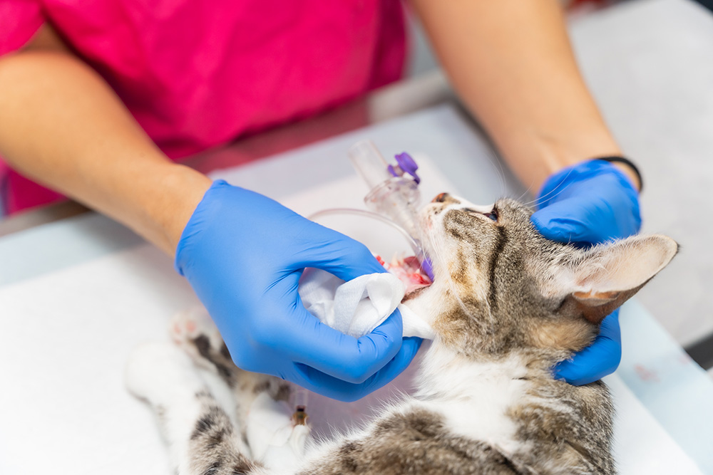 veterinary-clinic-with-cat-veterinarian-removing-the-tube-from-the-mouth-to-the-cat-on-the-operating-table