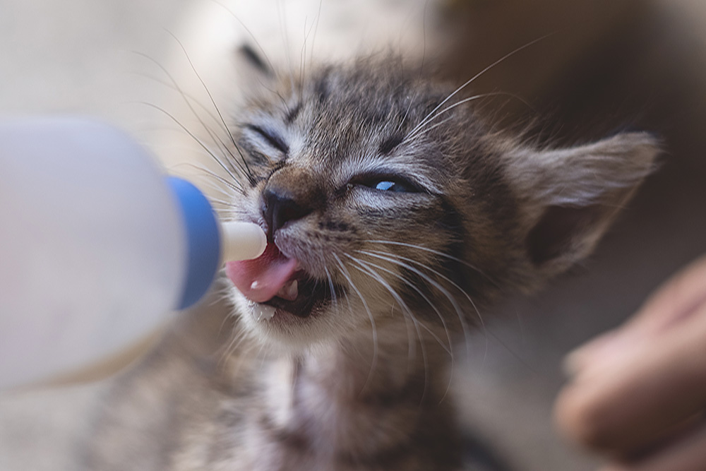 human-feeding-milk-for-adorable-little-baby-kitten
