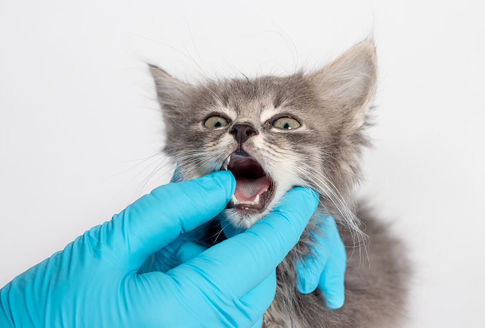 examination-of-milk-teeth-tongue-in-1-or-2-month-old-kitten
