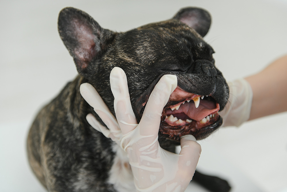 veterinarian-at-the-clinic-examines-dog-s-teeth-french-bulldog-at-the-vet