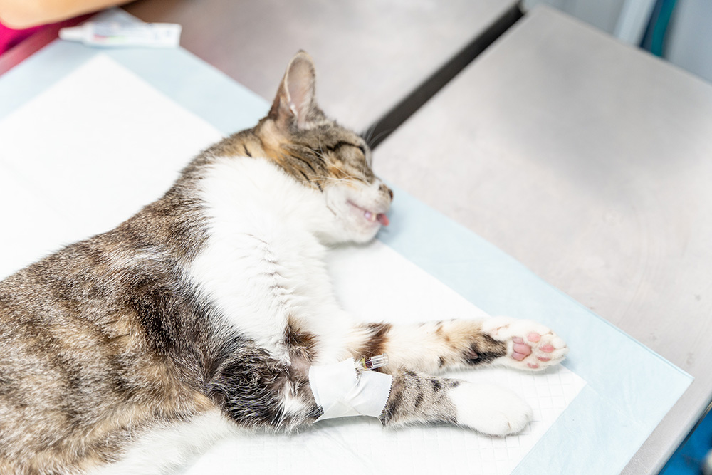 veterinary-clinic-recently-anesthetized-cat-waiting-for-the-operation-asleep-on-the-operating-table