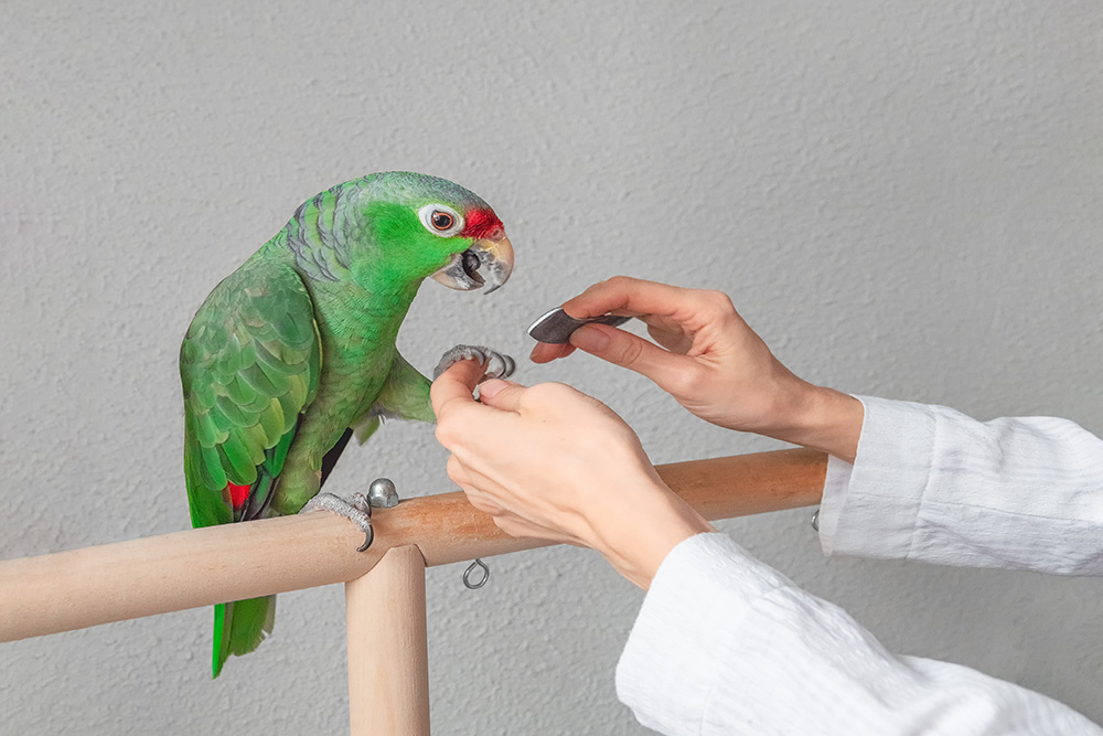 veterinario-afila-garras-loro-grande-verde-manicura-loro-grande-atencion-veterinaria-profesional-loros-aves-domesticas