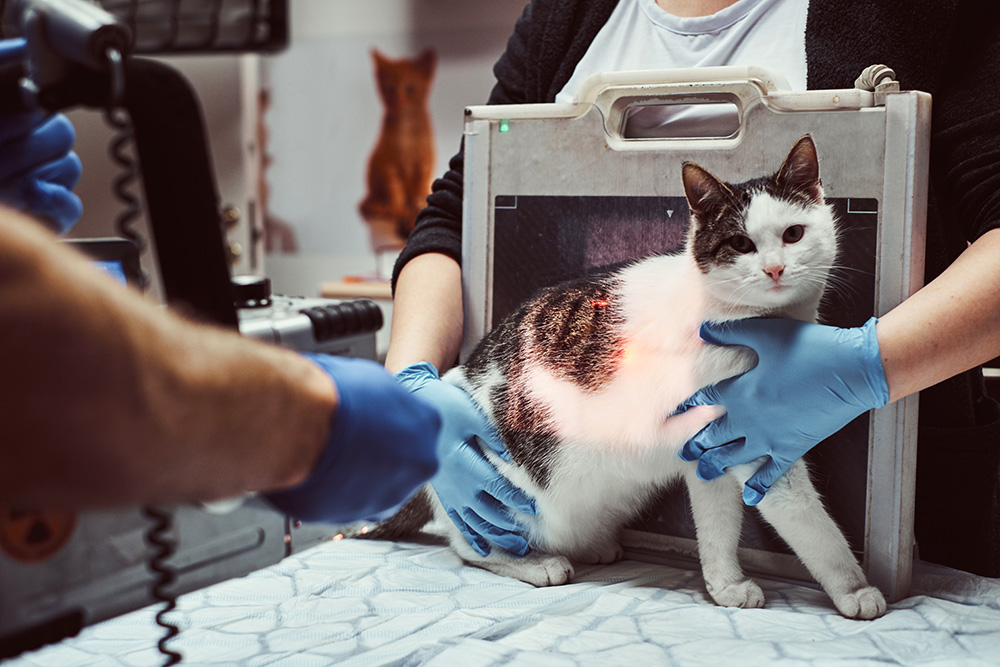 veterinarios-hacen-gato-enfermo-rayos-x-mesa-clinica-veterinaria