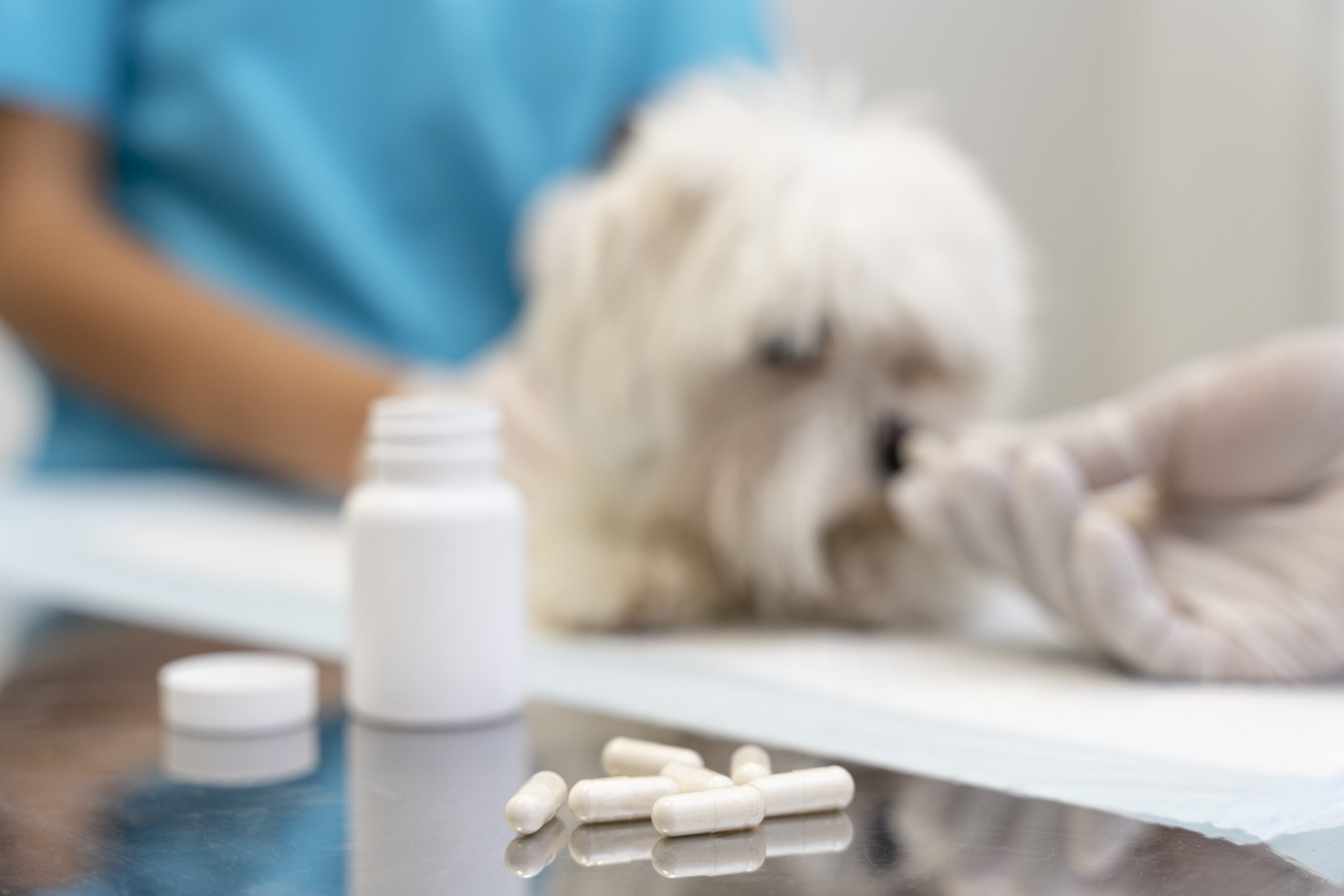 cerca-veterinario-cuidando-mascota