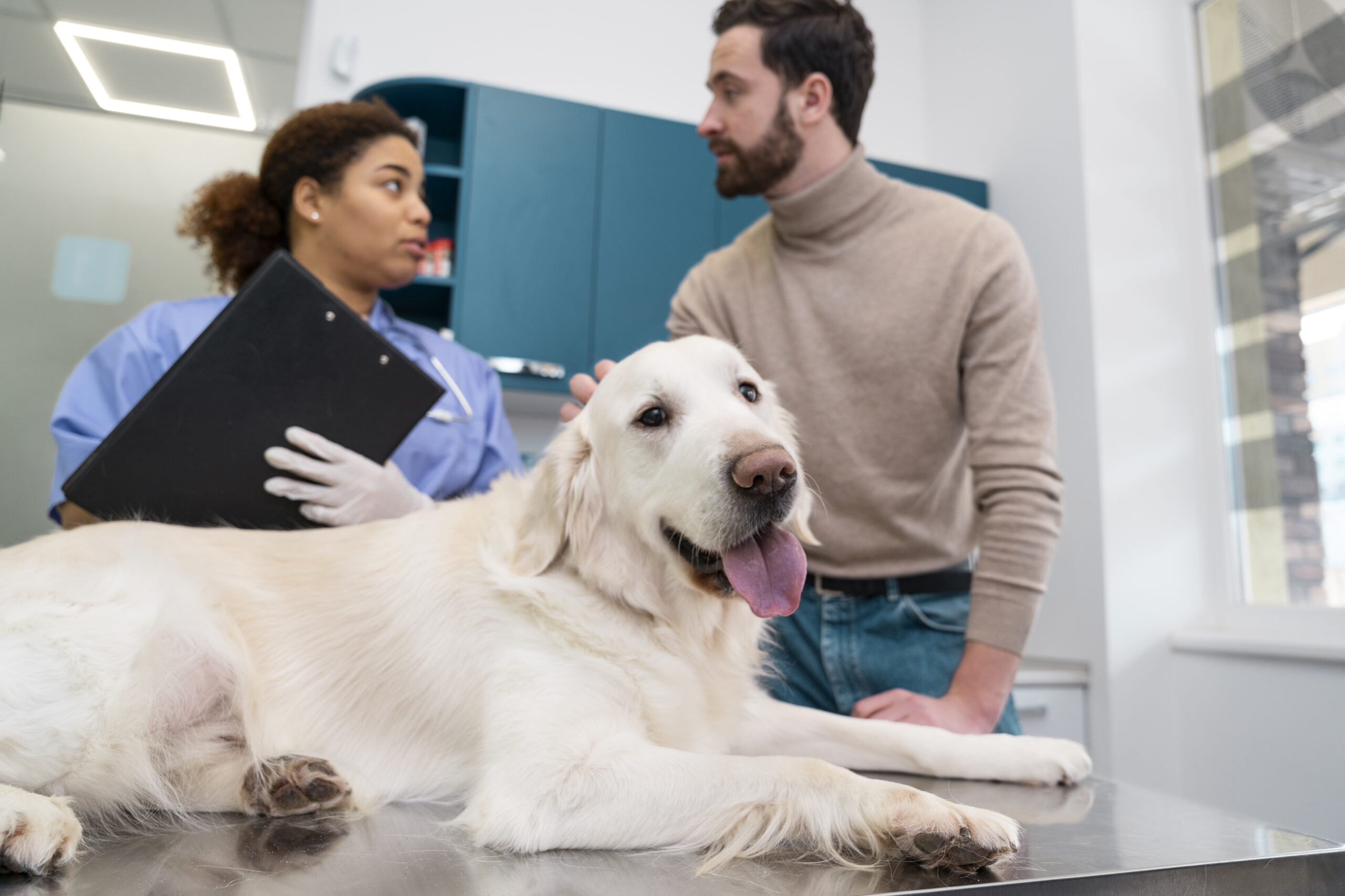 lindo-perro-tiro-medio-clinica-veterinaria