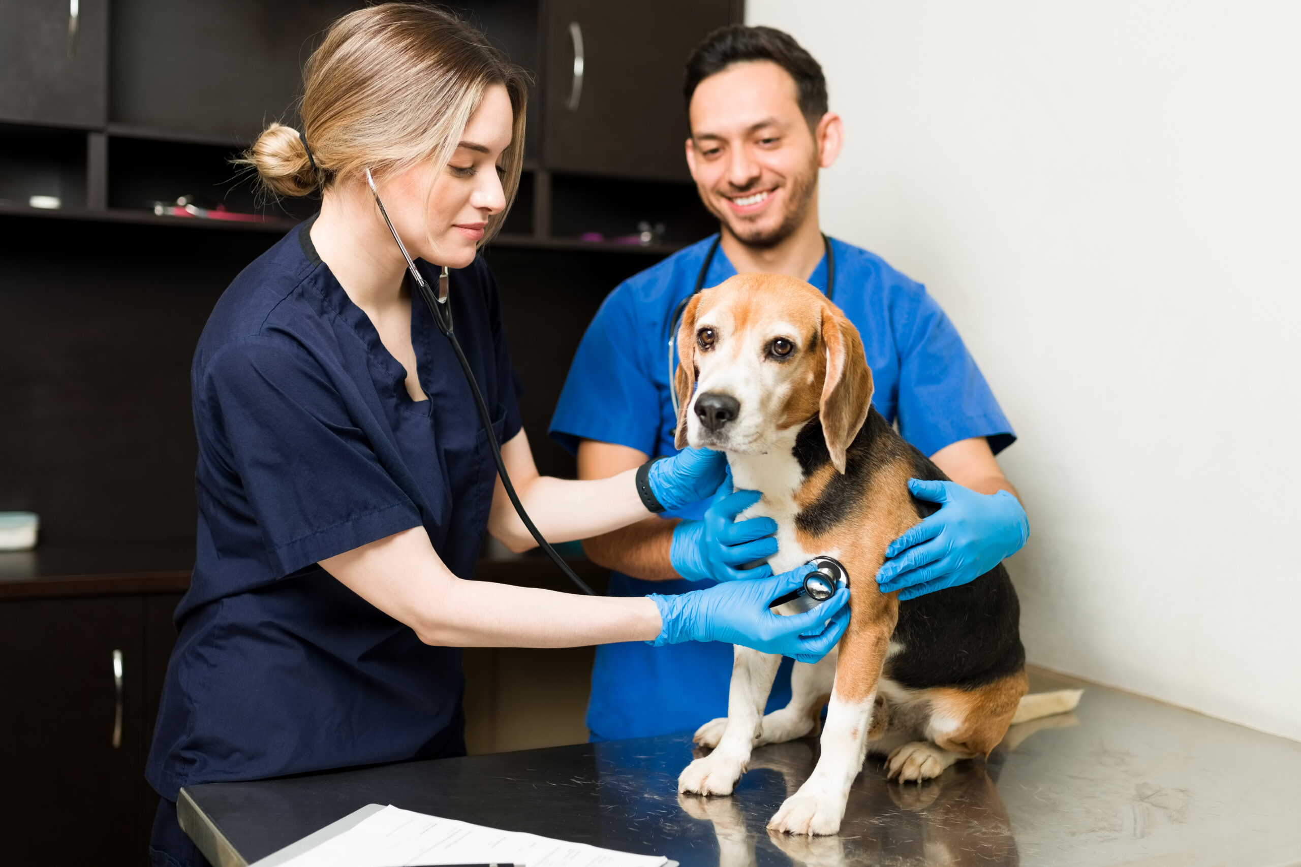 Beautiful professional vet doing a check-up on a sick dog