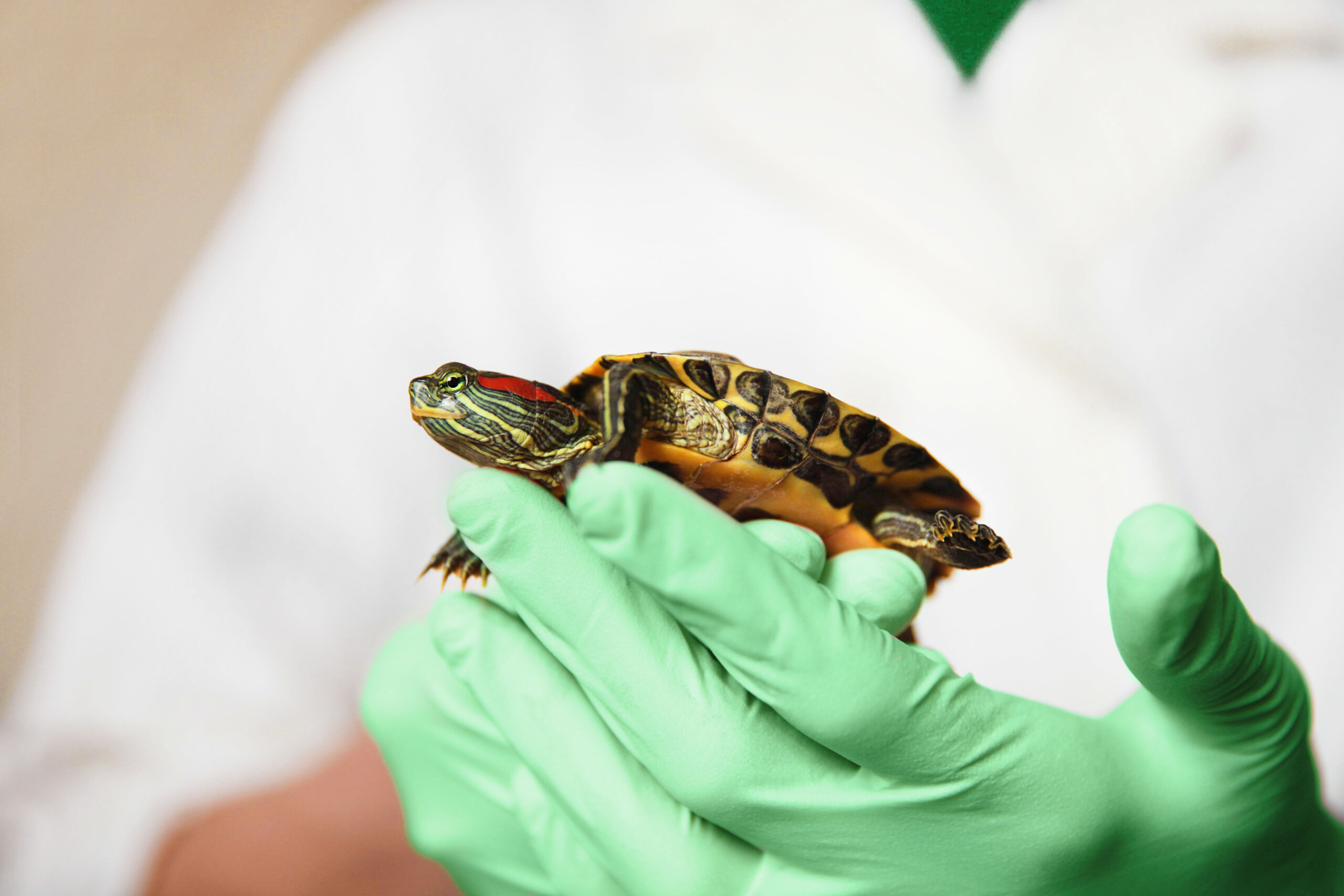 A veterinarian in a white coat examines a small turtle