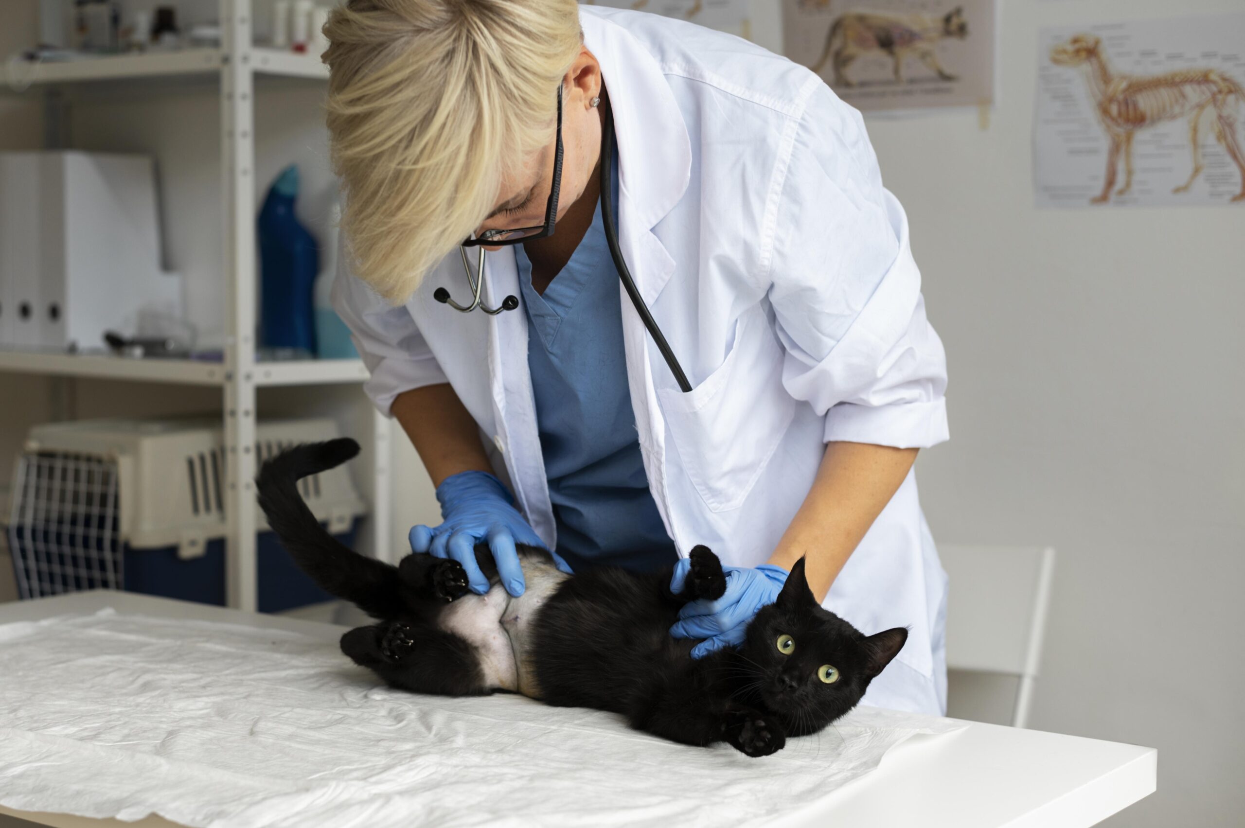 cerca-veterinario-cuidando-gato