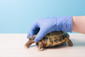 mano-veterinario-guante-sostiene-cabeza-tortuga-terrestre-su-examen-300x200