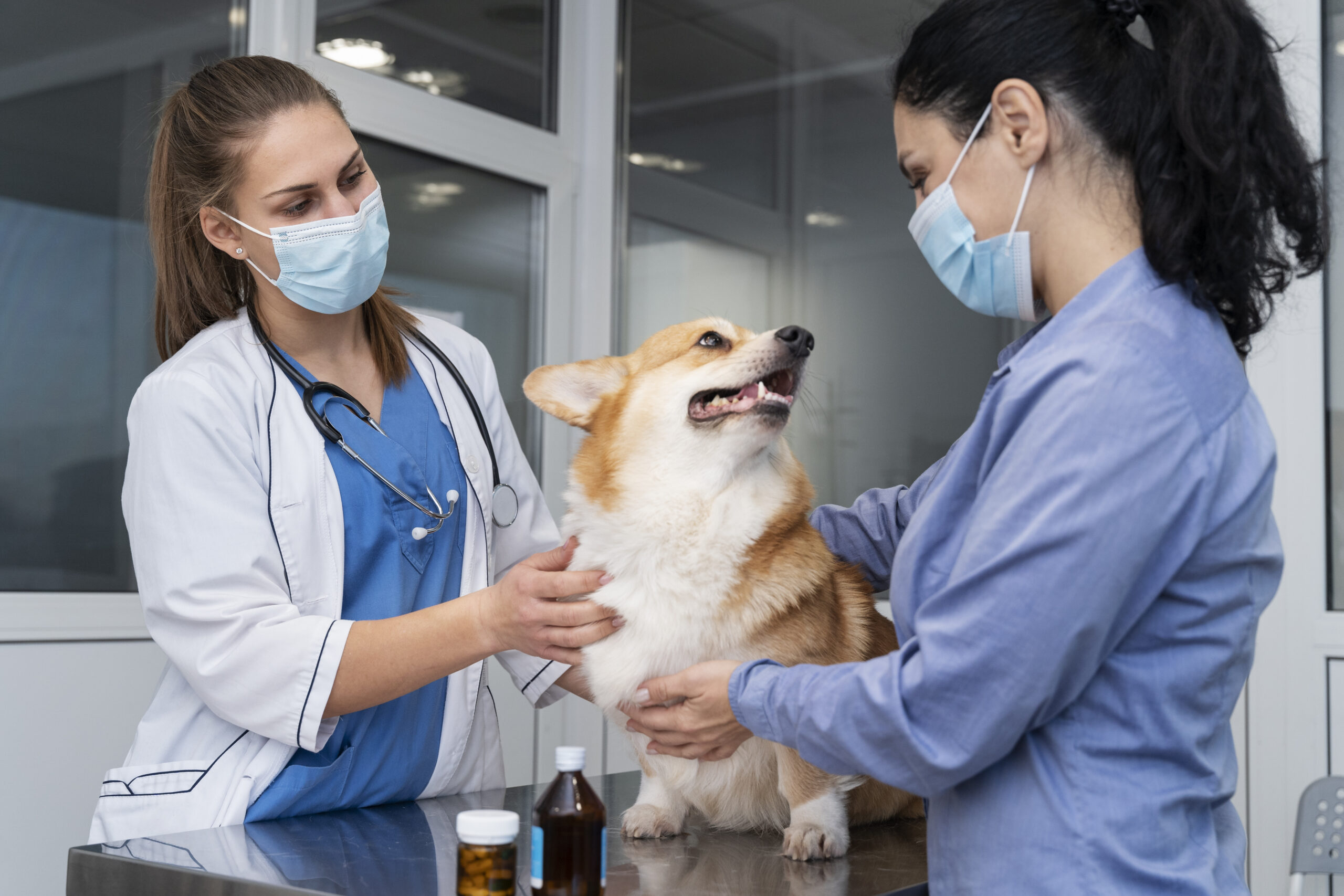 veterinario-cuidando-perro-mascota
