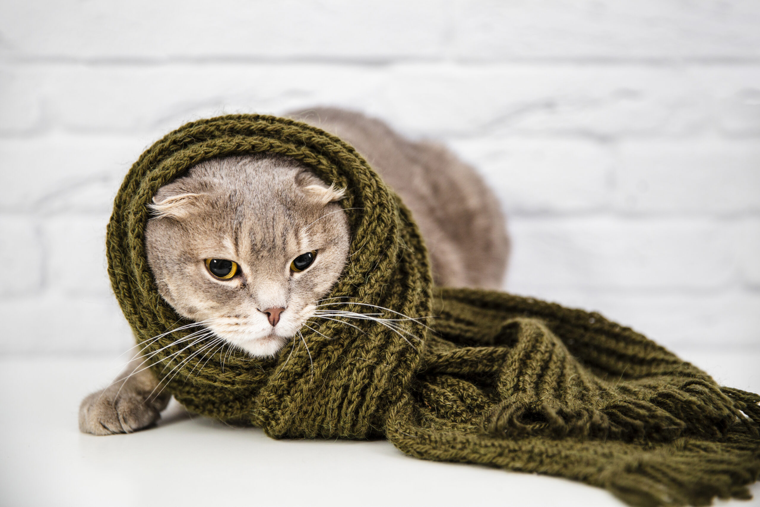 close-up-cute-cat-green-scarf