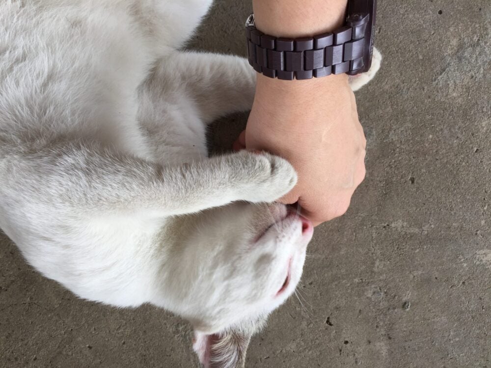mano-recortada-de-una-persona-tocando-un-gato