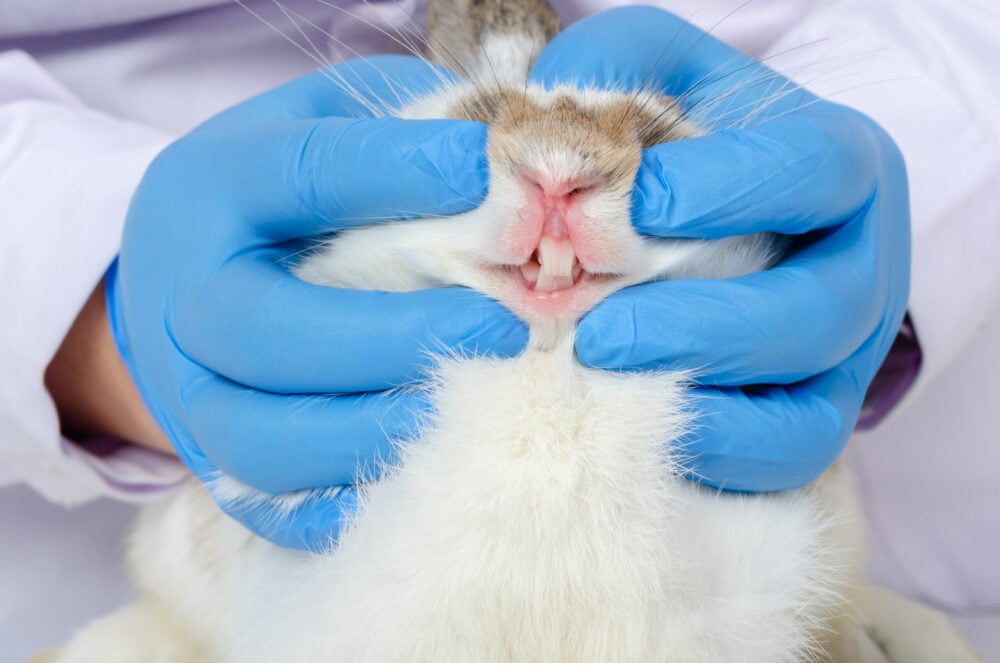 Vet doctor checking white rabbit teeth