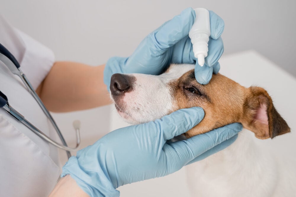 Female veterinarian dripping eye drops to jack russell terrier dog on white background.