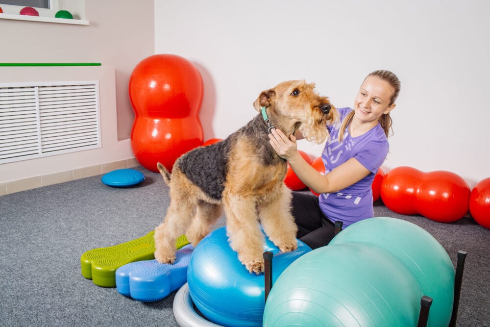 Dog Training