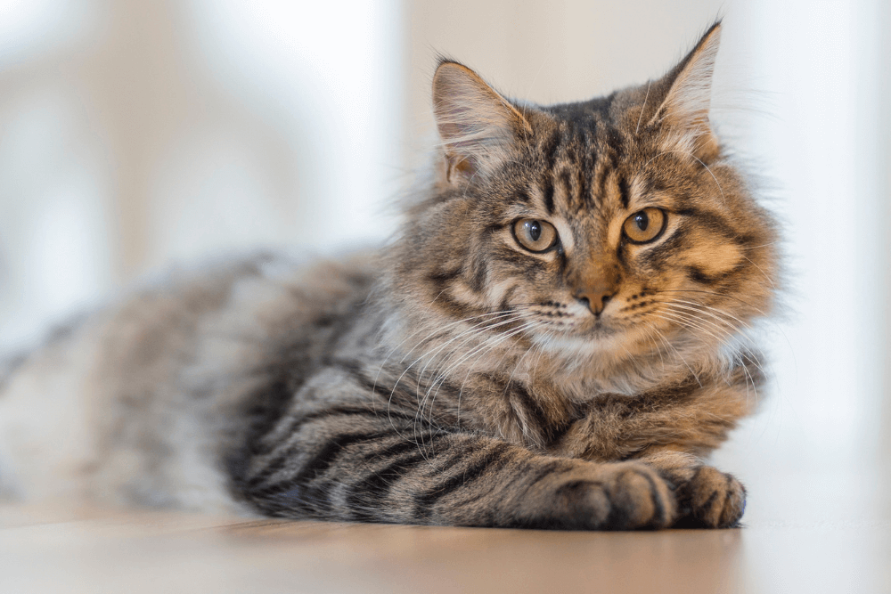 tips-para-el-tutor-de-gato-senior-que-debo-tener-en-cuenta