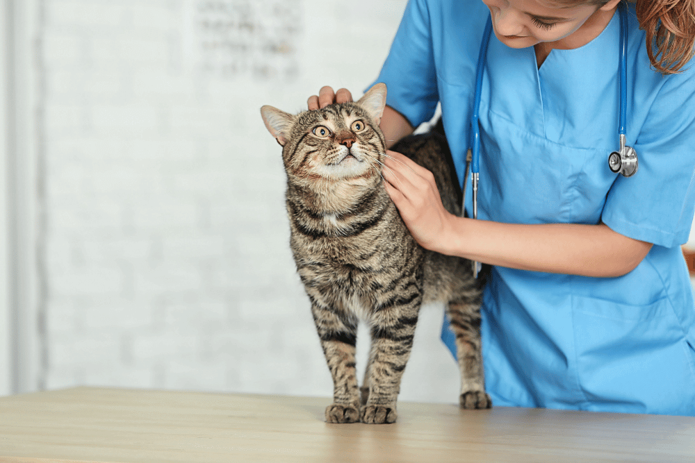 como-prevenir-la-cistitis-idiopatica-felina-recomendaciones