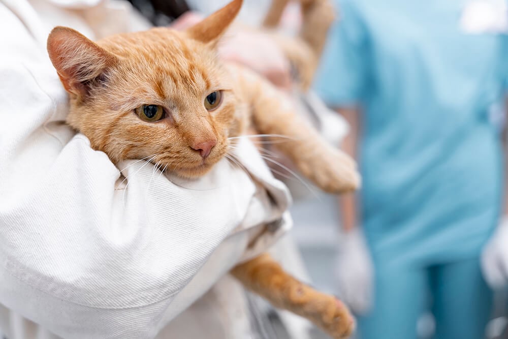 cerca-de-veterinario-cuidando-mascota