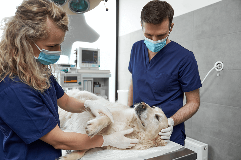 equipo-veterinario-preparando-al-perro-para-la-cirugia-en-la-mesa-de-operaciones (1)