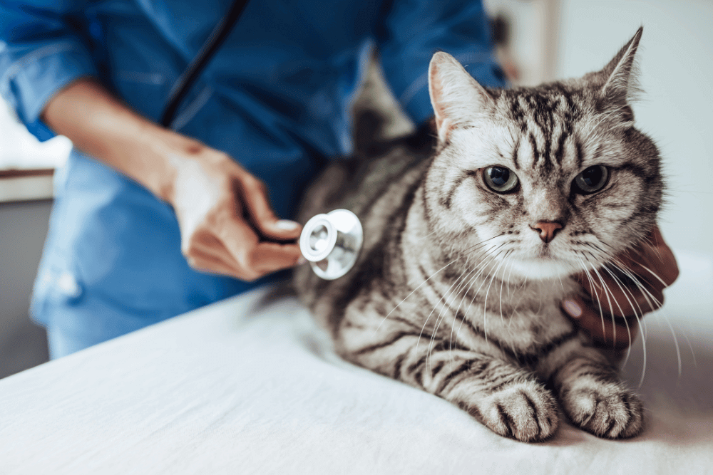 sarcoma-felino-en-punto-de-inyección-cómo-prevenirlo-y-tratamiento